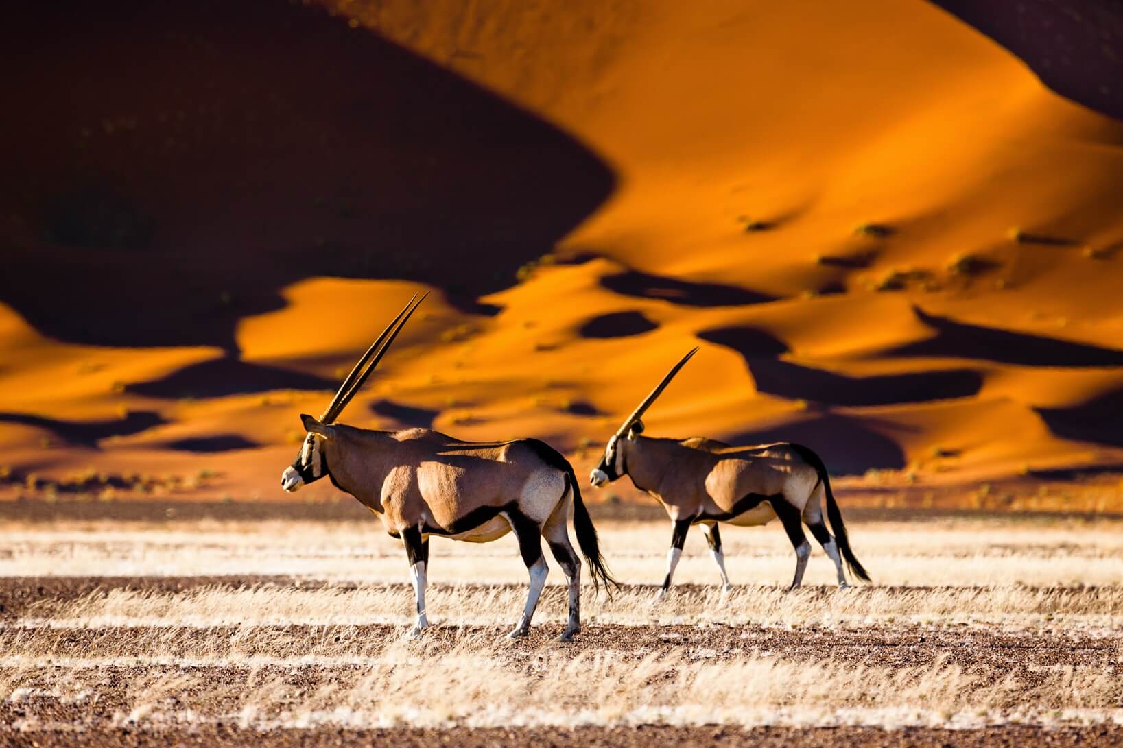 Namibië de avontuurlijke Afrika vakantie