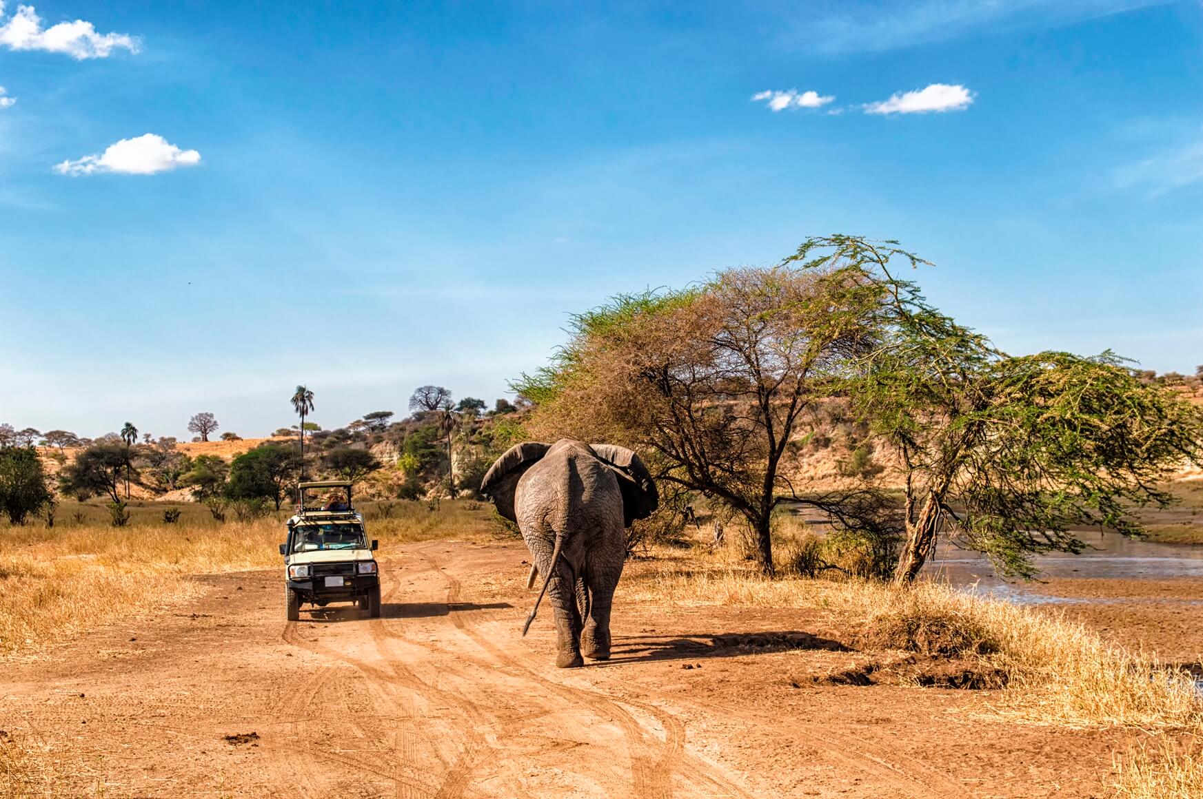 single reizen safari afrika