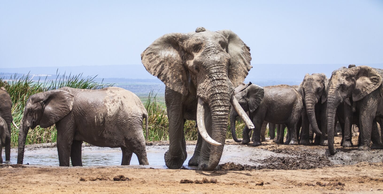 Addo Elephant Park zuid afrika