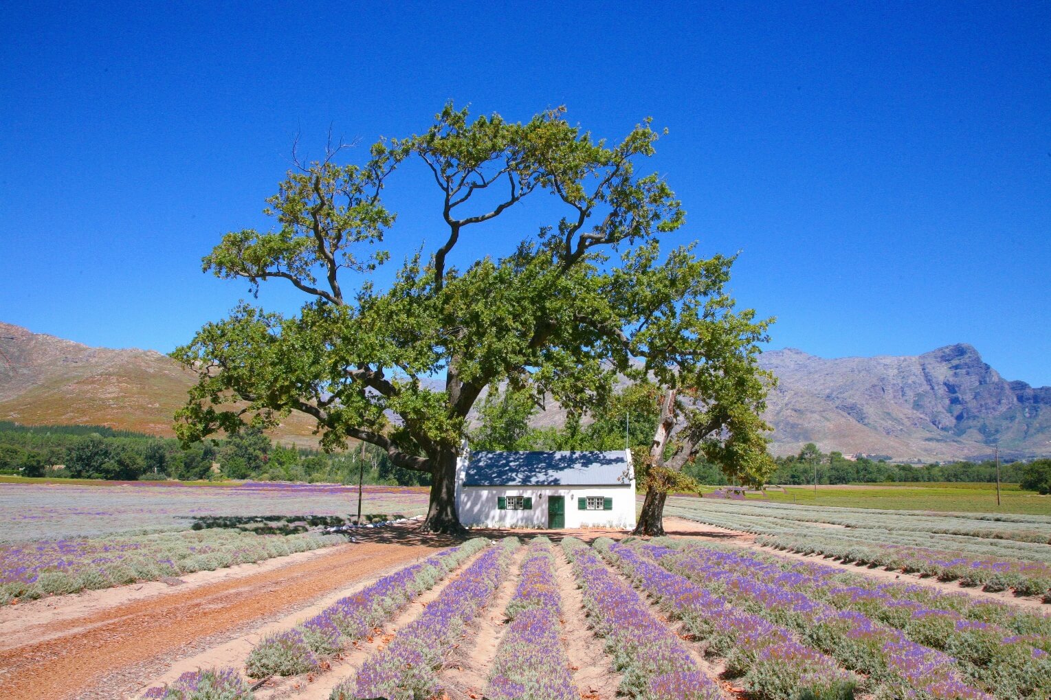 Lavendel velden Stellenbosch zuid afrika route