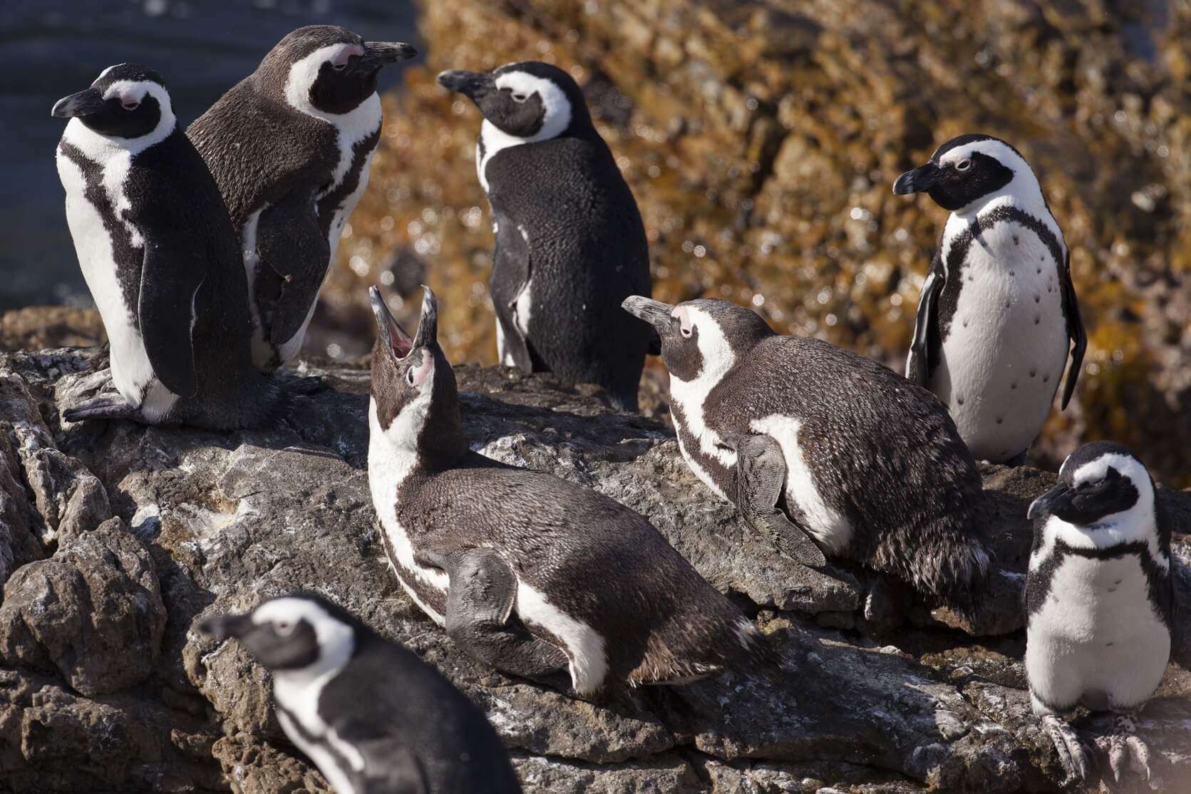 Pinguins kijken in Bettys Bay Zuid afrika reisroute